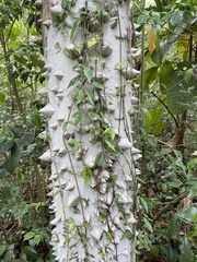 Zanthoxylum martinicense