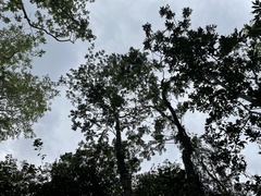 Zanthoxylum martinicense