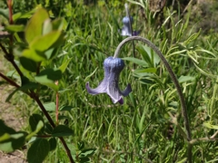 Clematis hirsutissima