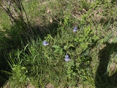 Clematis hirsutissima