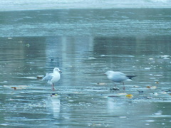 Chroicocephalus cirrocephalus