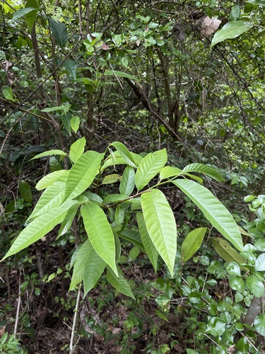 Annona reticulata - Leaves