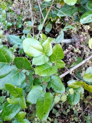 Lardizabala biternata