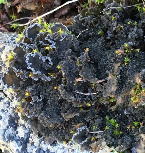 iNaturalist observation photo of Whiskered Jelly Lichen