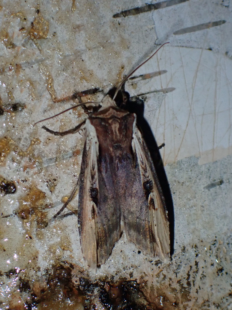 dot-and-dash swordgrass moth