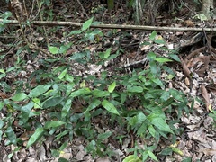 Lithachne pauciflora