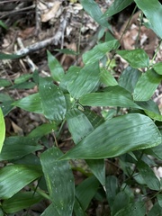 Lithachne pauciflora