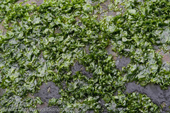 Prasiola meridionalis