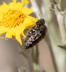 Acmaeodera connexa