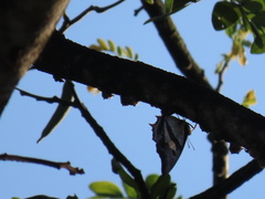 Polyura schreiber