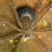 Trechaleid Spiders - Photo (c) Andreas Kay, some rights reserved (CC BY-NC-SA)