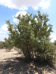 Forestiera durangensis