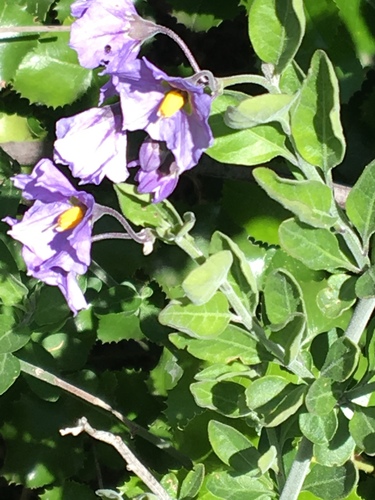 iNaturalist observation photo of bluewitch nightshade