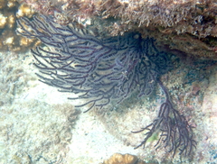 Leptogorgia