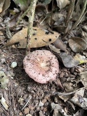 Russula cremeolilacina