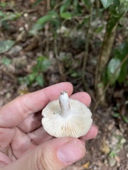 Russula cremeolilacina