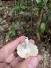 Russula cremeolilacina