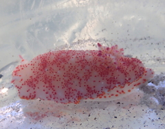 Felimida baumanni