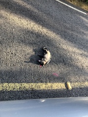 Didelphis marsupialis