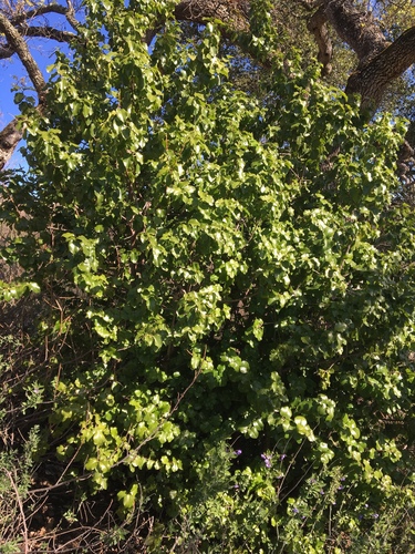 iNaturalist observation photo of hollyleaf cherry