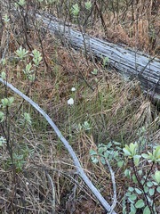 Eriophorum chamissonis
