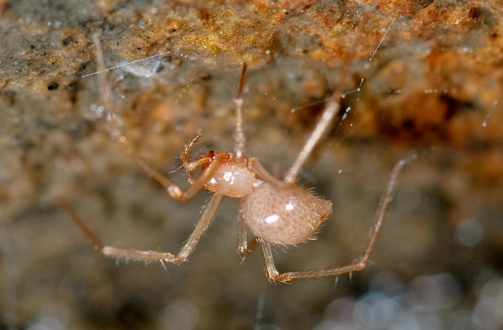 cave cobweb spiders Aranea of the Santa Cruz Mountains iNaturalist