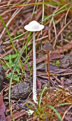 Coprinopsis nivea