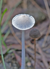Coprinopsis nivea