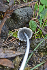 Coprinopsis nivea