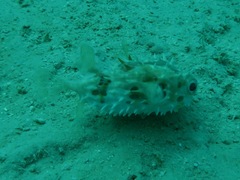 Cyclichthys orbicularis