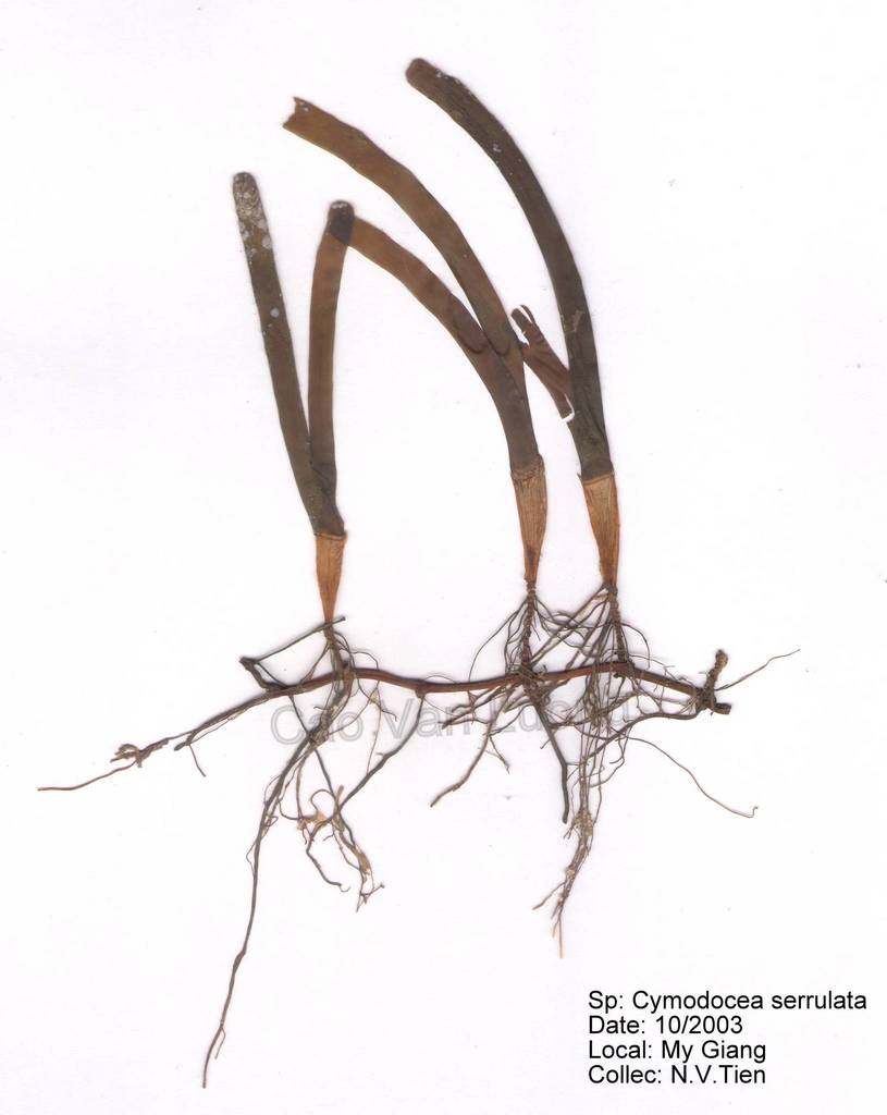 Photo of Serrulate Cymodocea (Cymodocea serrulata)