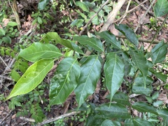 Casearia sylvestris