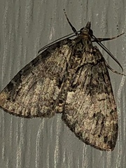 Hydriomena transfigurata