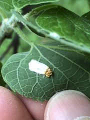 Pulvinaria floccifera