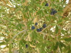 Forestiera durangensis