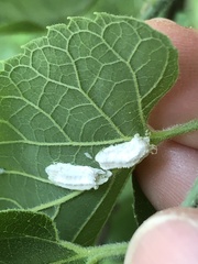 Pulvinaria floccifera