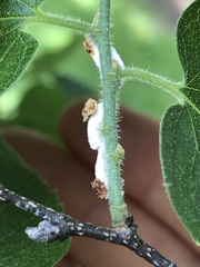 Pulvinaria floccifera