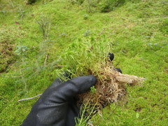 Sphagnum recurvum