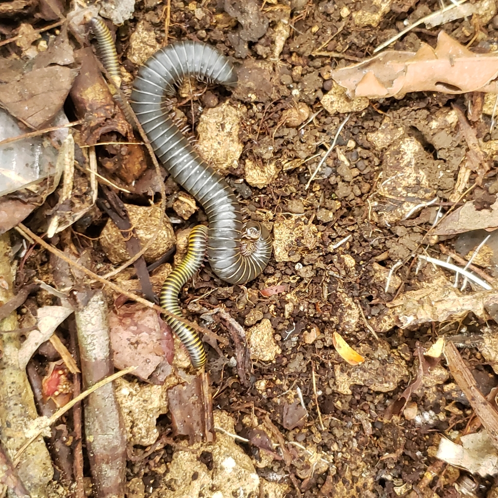 Anadenobolus dissimulans
