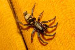 Latonigena auricomis