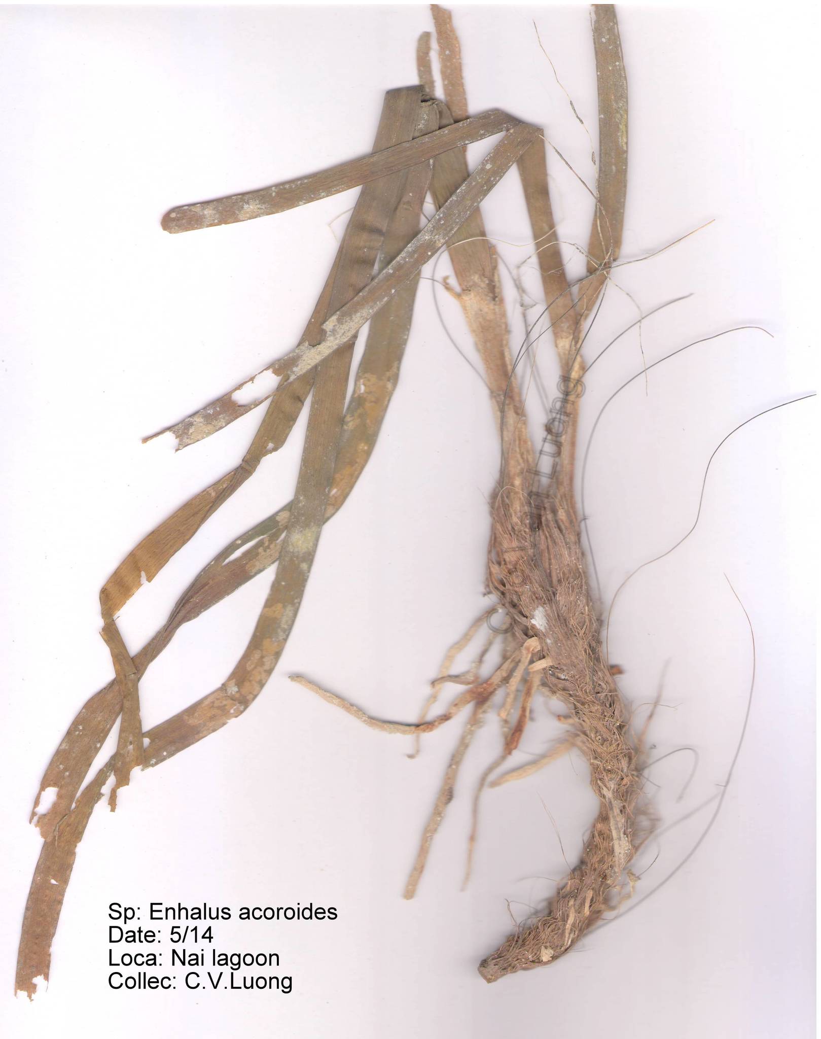 Enhalus acoroides (Enhalus acoroides)
