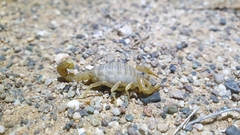 Mesobuthus thersites