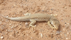 Eremias przewalskii