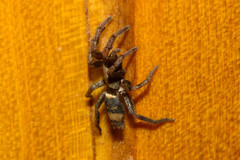 Latonigena auricomis