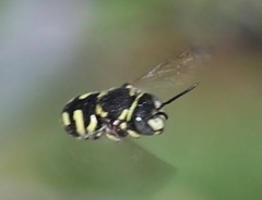 Anthidiellum ehrhorni