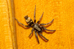 Latonigena auricomis