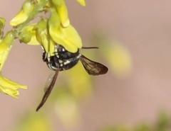 Anthidiellum ehrhorni