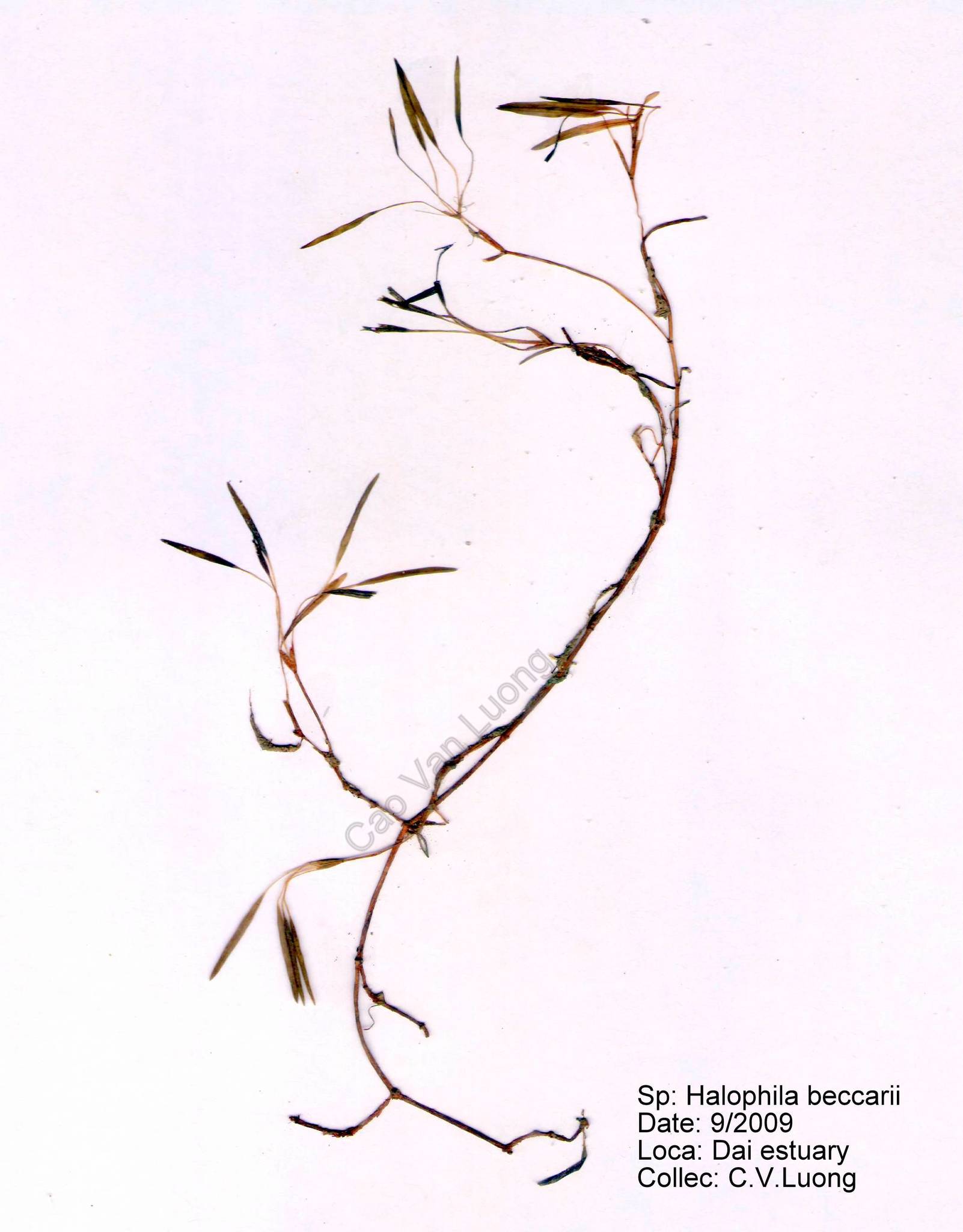 Halophila beccarii (Halophila beccarii)