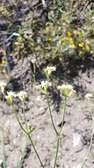 Eriogonum nudum nudum