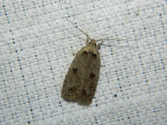Agonopterix argillacea